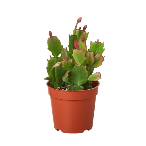 Getting Christmas cactus to bloom