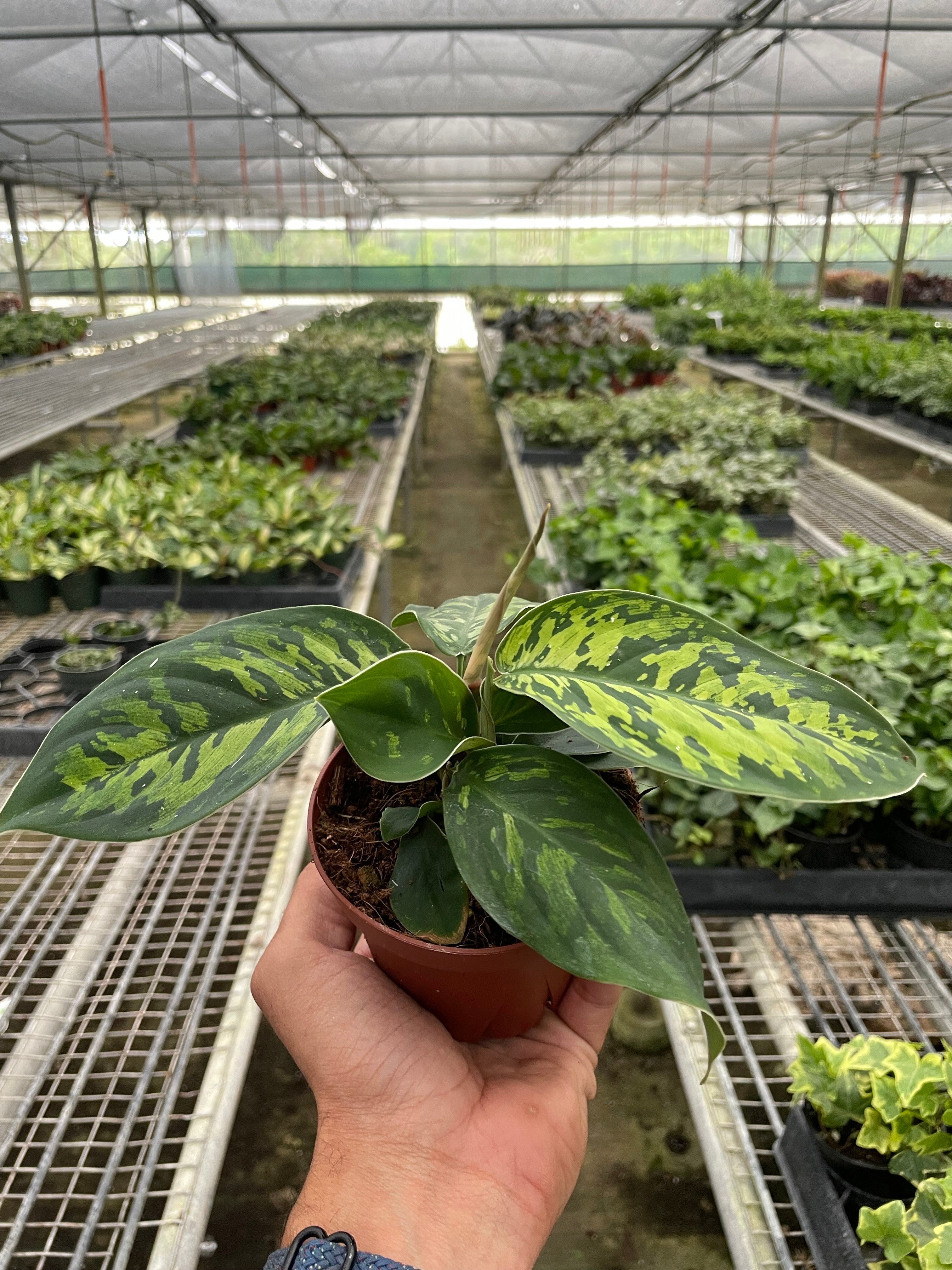 Homalomena wallisii 'Camouflage' Questions & Answers