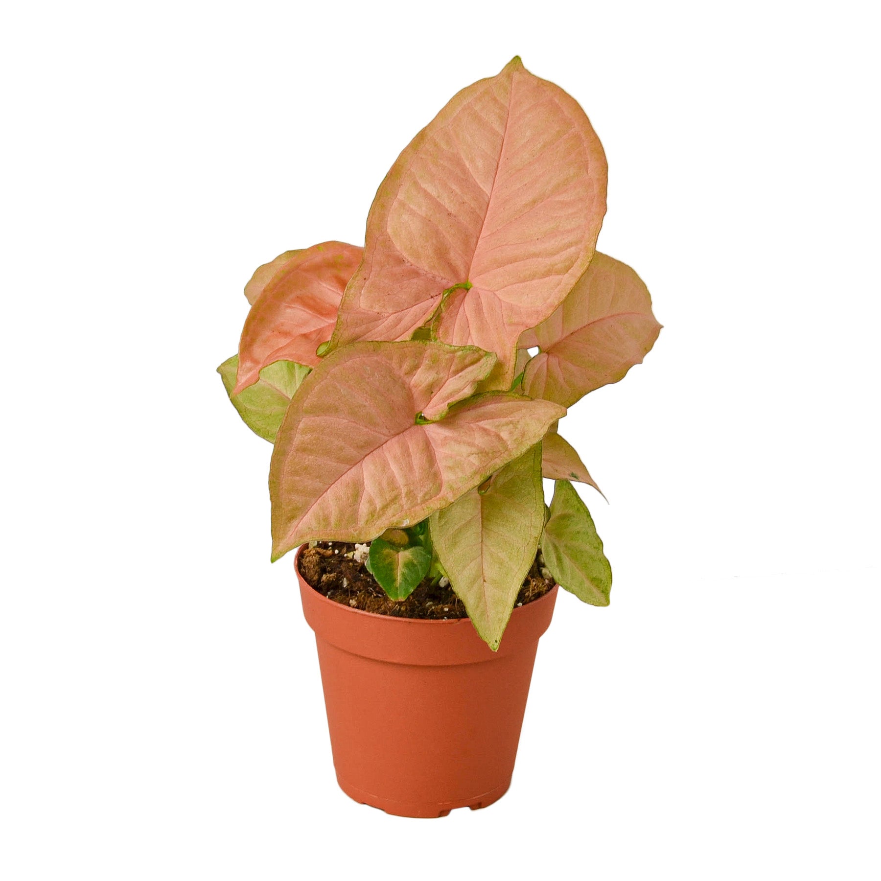 Syngonium Strawberry Questions & Answers