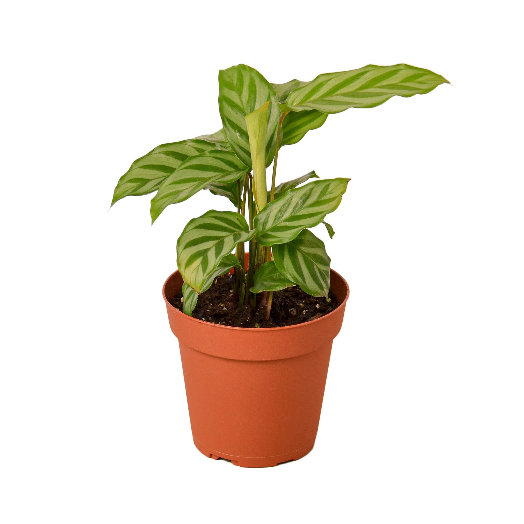 Calathea Concinna 'Freddie' Questions & Answers