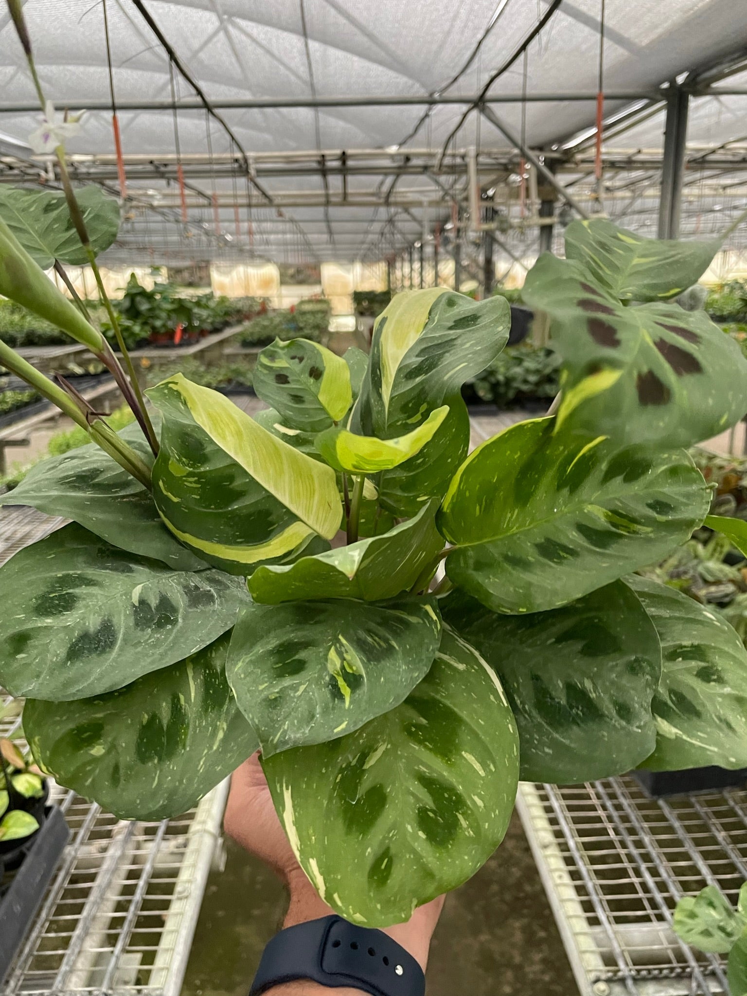 Maranta Variegated 'Beauty Kim' Questions & Answers