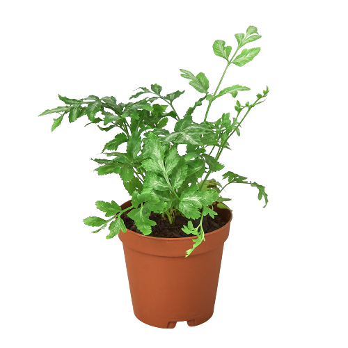 Fern 'Silver Lace' Questions & Answers