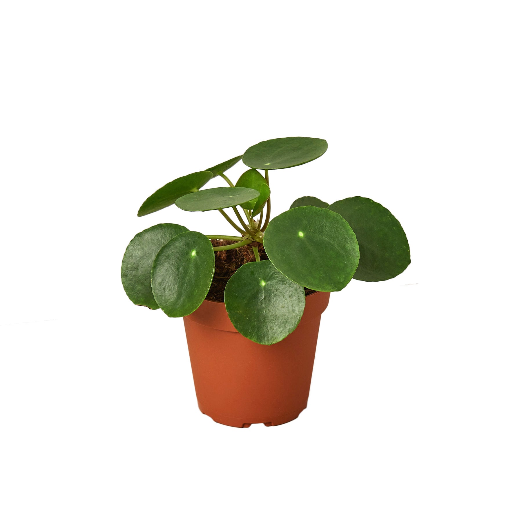 Pilea Peperomioides 'Chinese Money' Questions & Answers