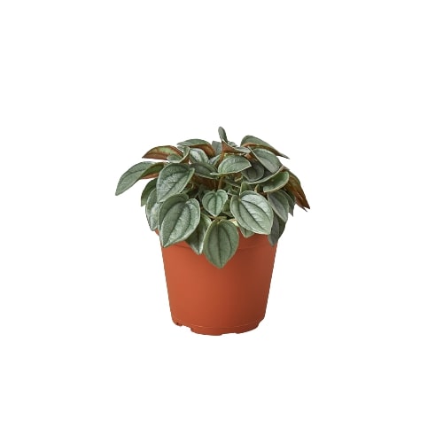 Peperomia 'Napoli Nights' - 4" Pot Questions & Answers