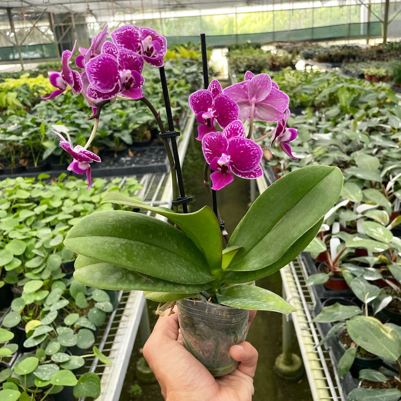 Orchid 'Purple Spotted Phalaenopsis' Questions & Answers