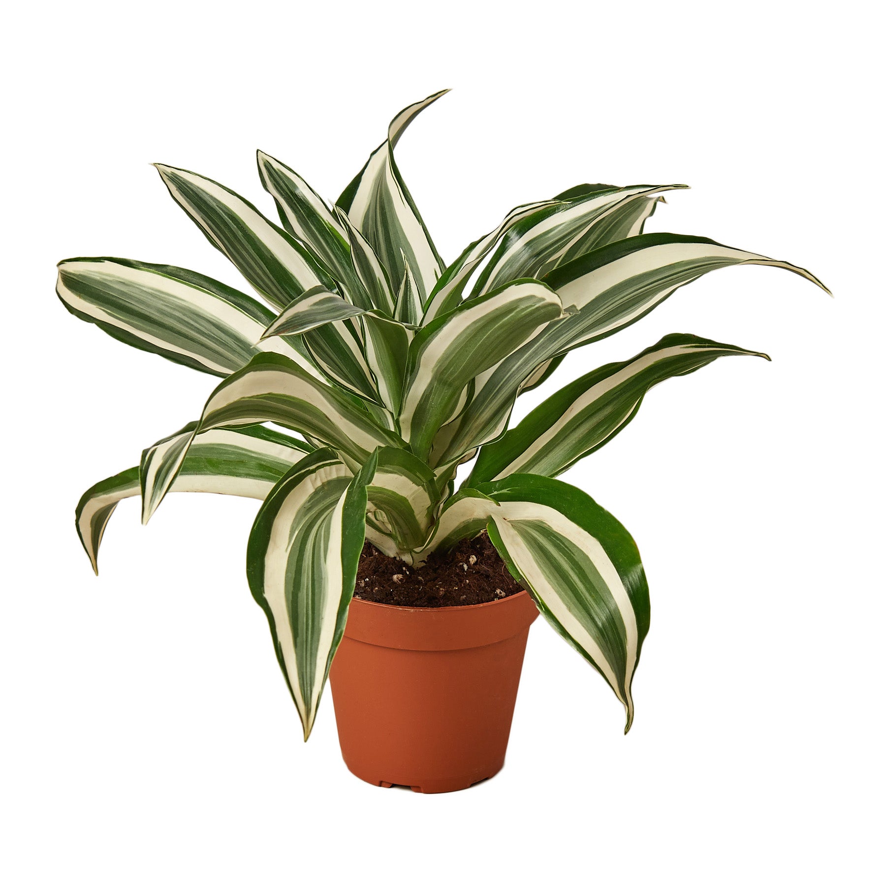 Dracaena 'Warneckii White Jewel' Questions & Answers