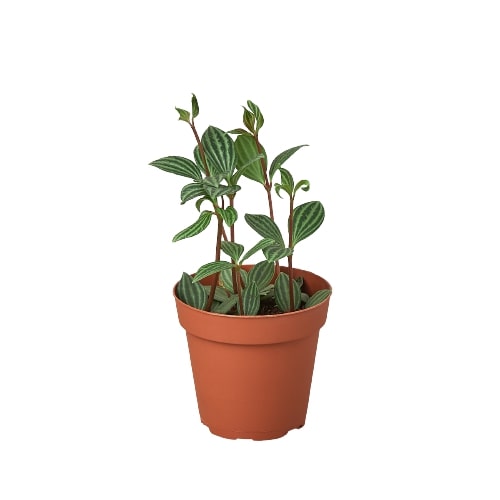 Peperomia 'Parallel' Questions & Answers