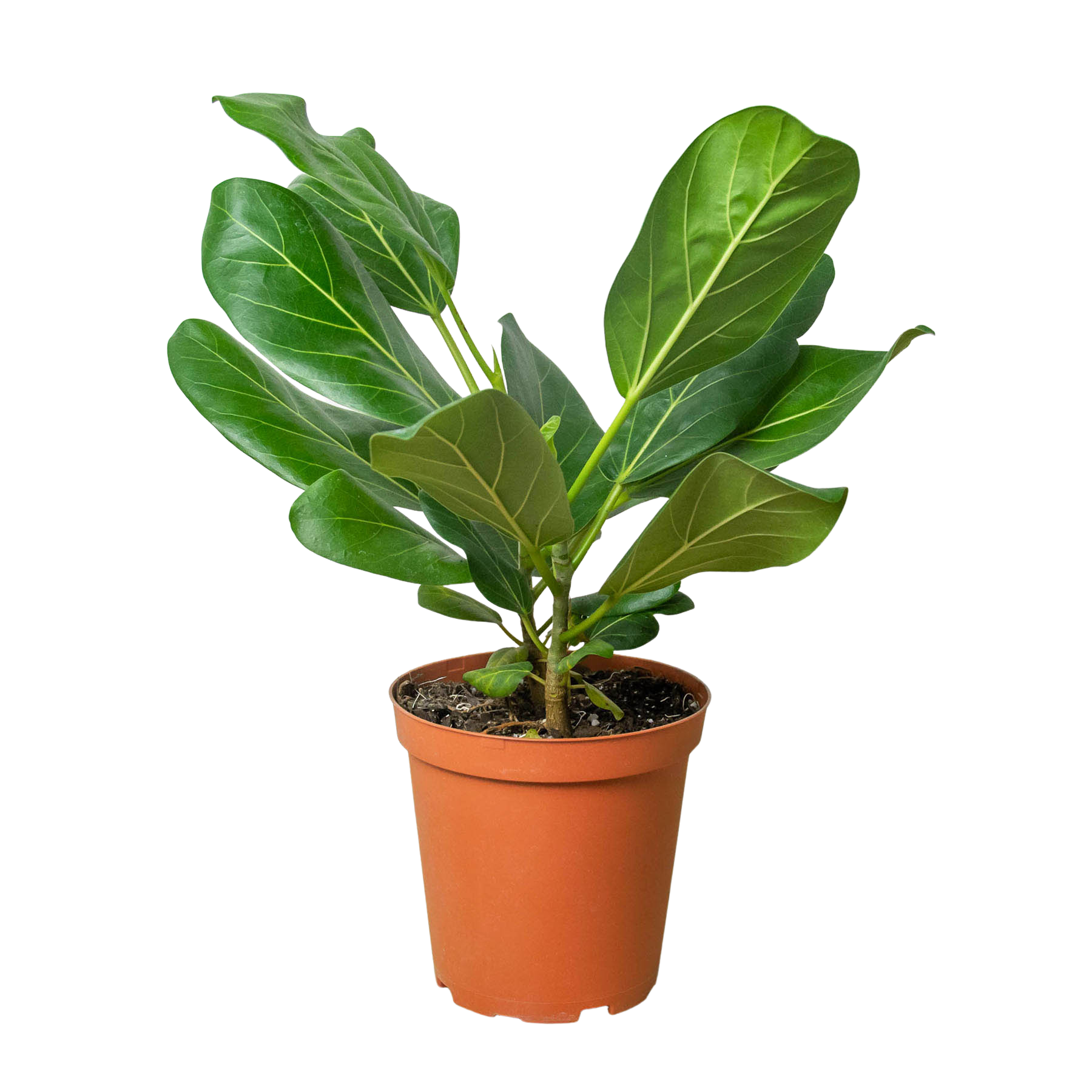 Ficus 'Audrey' Questions & Answers