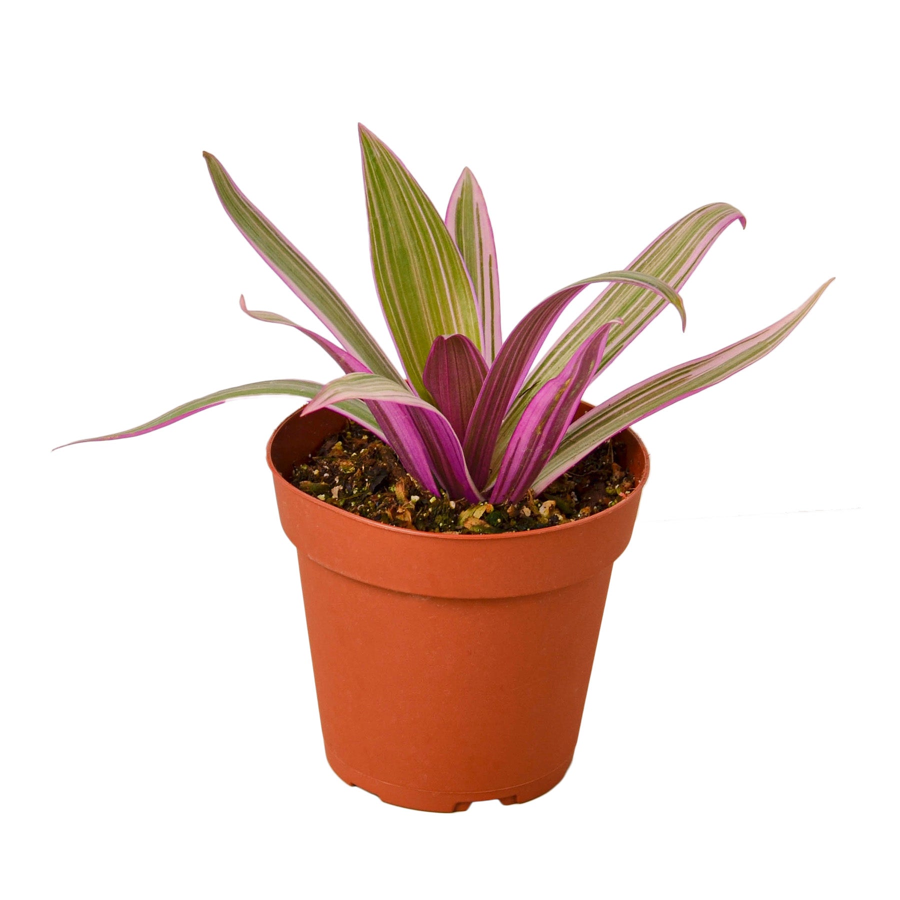Oyster Plant 'Moses in the Cradle' Questions & Answers