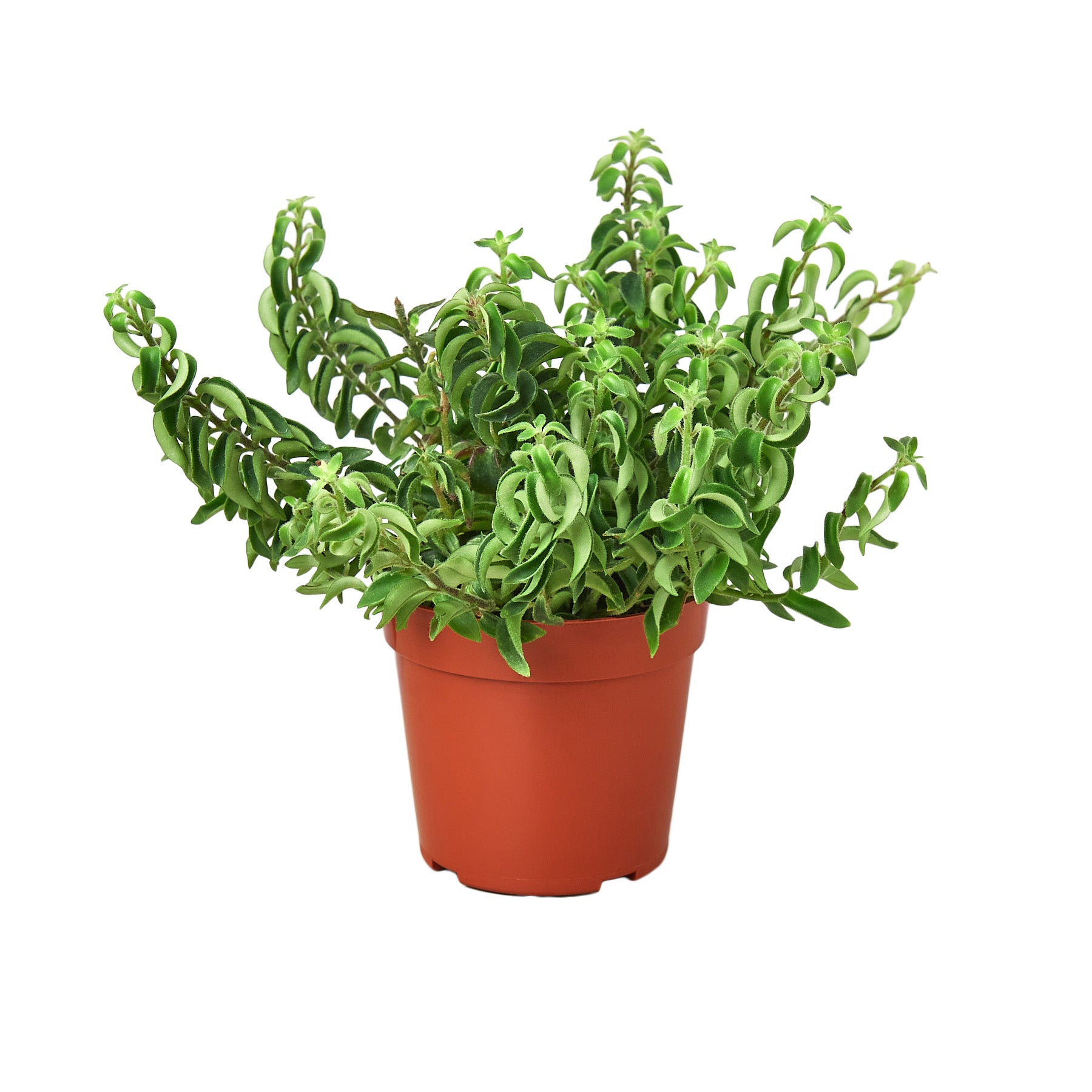 Curly Lipstick Plant - Aeschynanthus radicans Questions & Answers