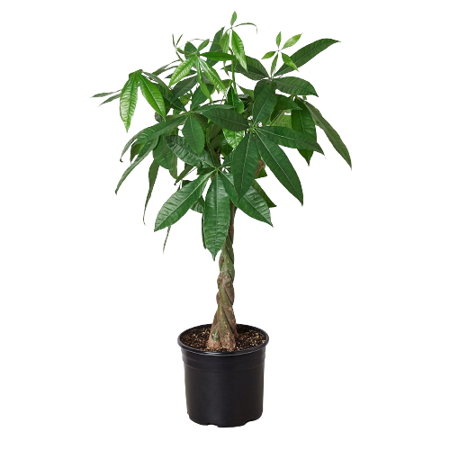 Money Tree Plant - Pachira aquatica [extra large] Questions & Answers