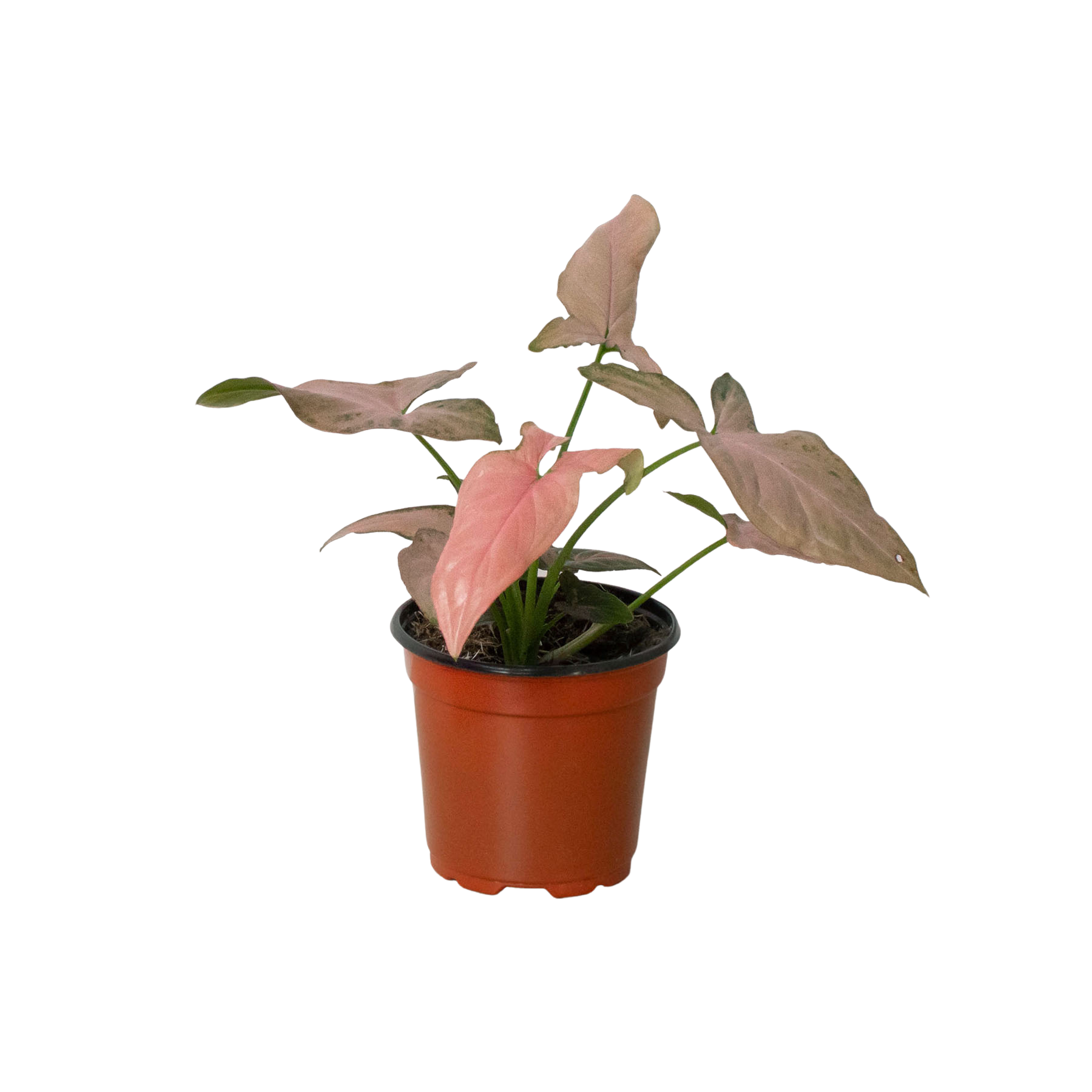 Syngonium 'Pink Splash' - 4" Pot Questions & Answers