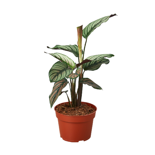 Calathea 'White Star' Questions & Answers