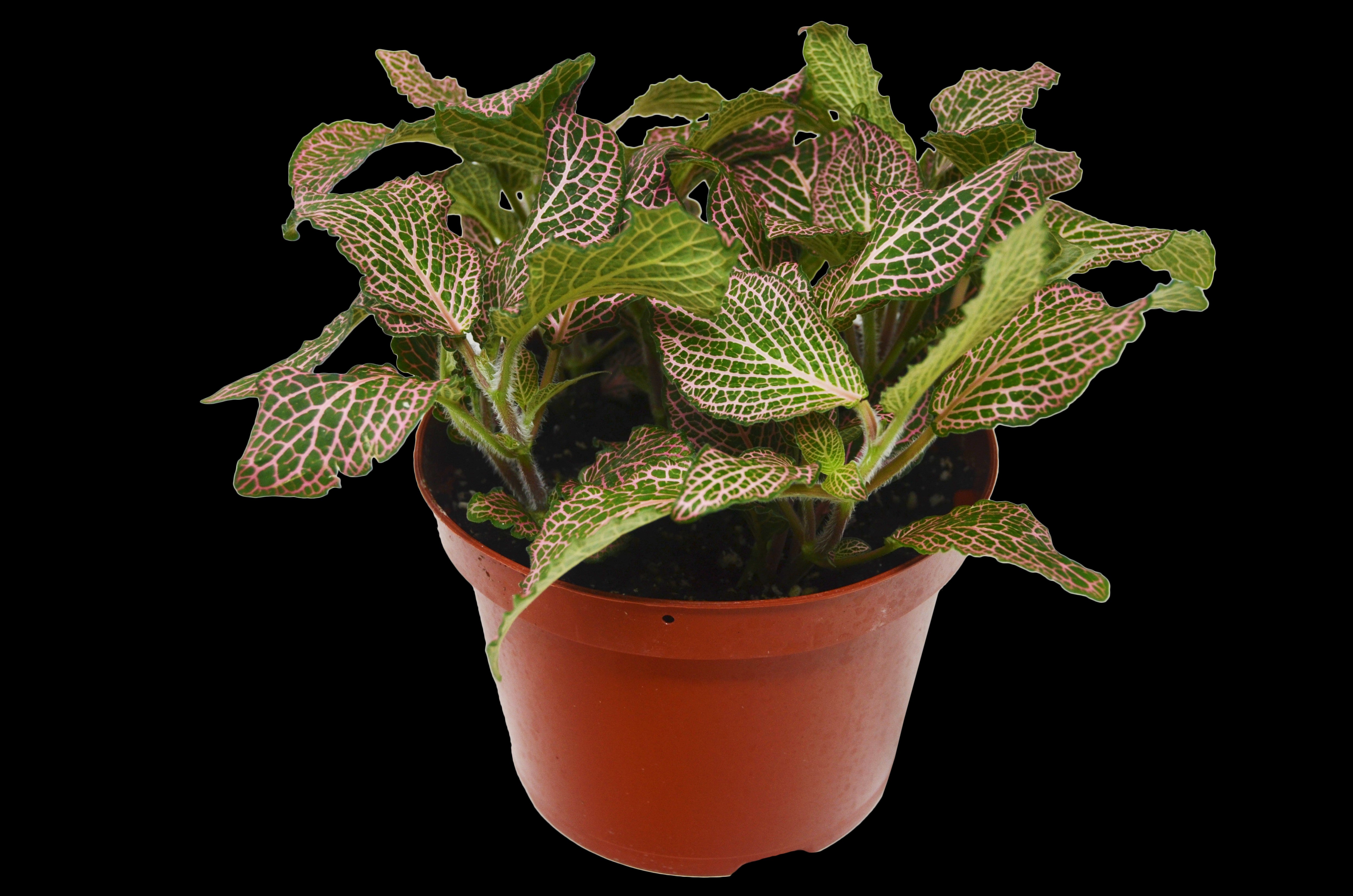 Fittonia 'Pink' Questions & Answers