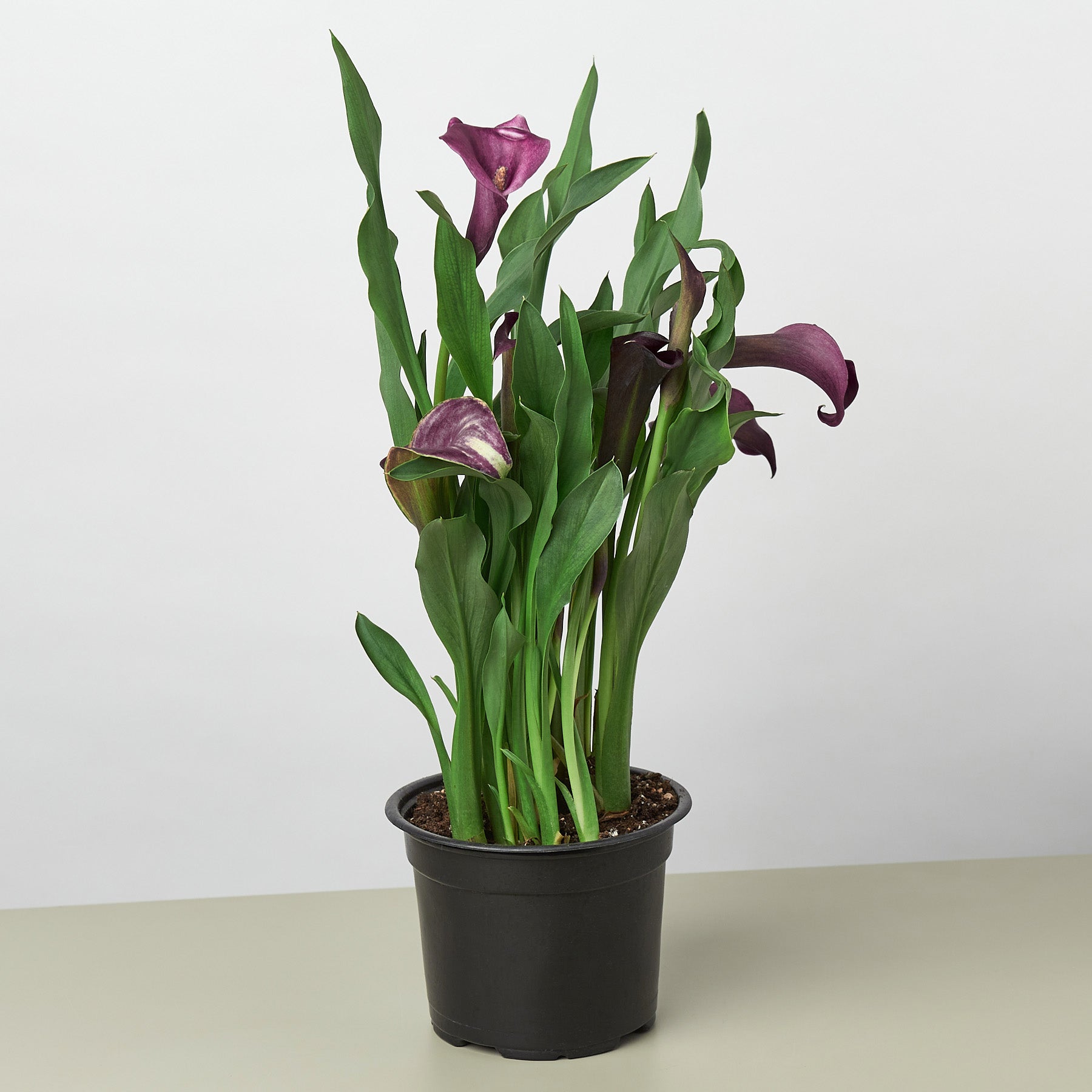 Calla Lily - Zantedeschia Questions & Answers