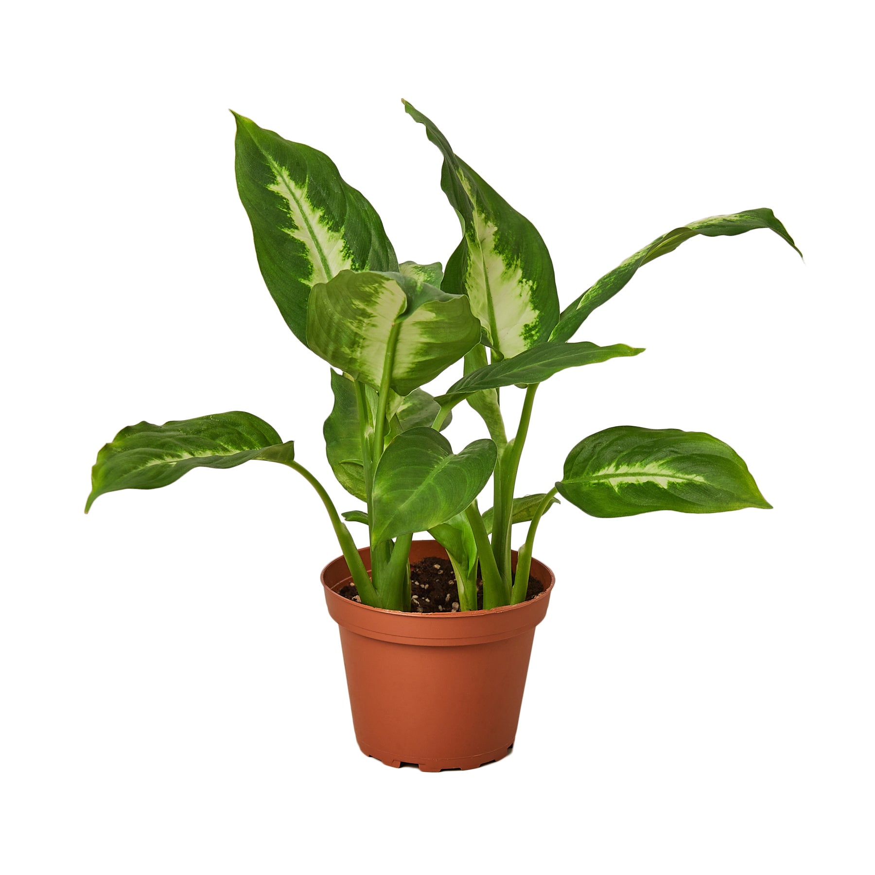 Dieffenbachia Camille Questions & Answers