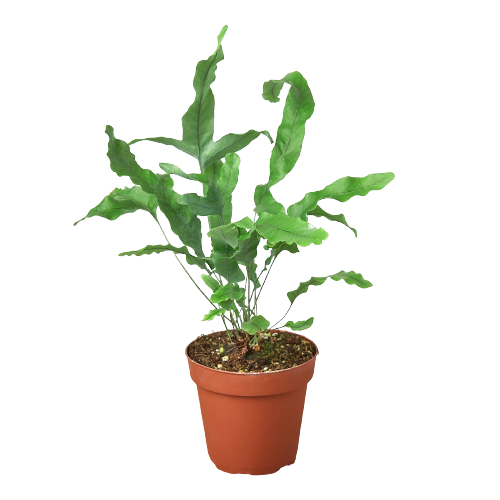Fern 'Blue Star' Questions & Answers
