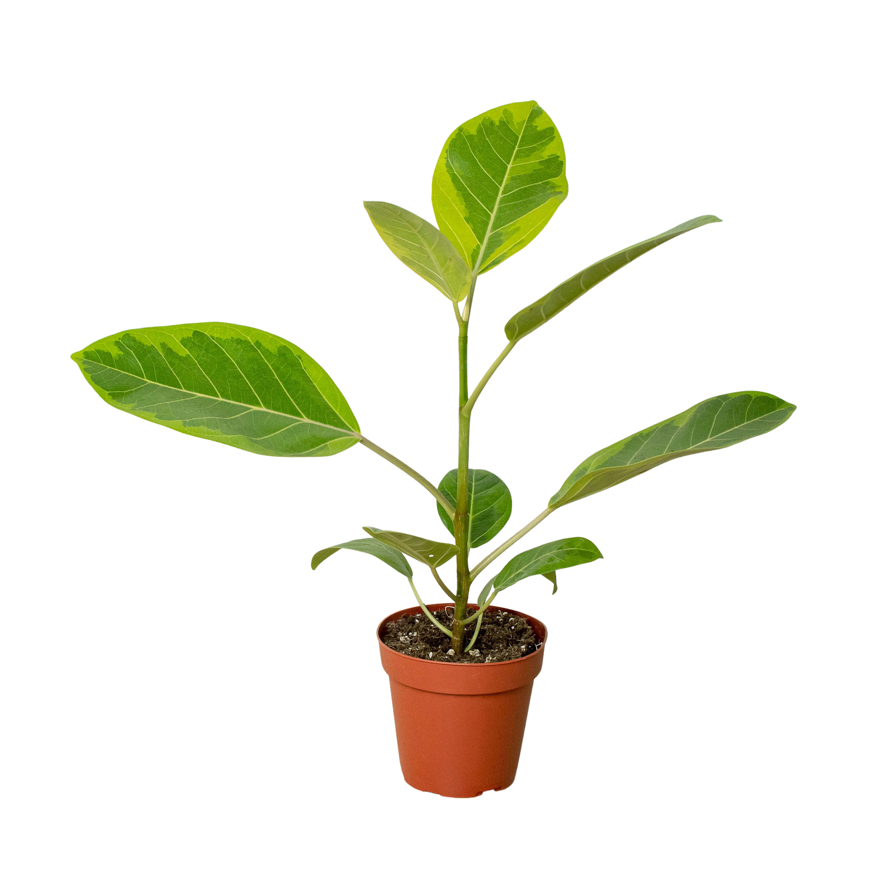 Ficus Altissima 'Yellow Gem' Questions & Answers