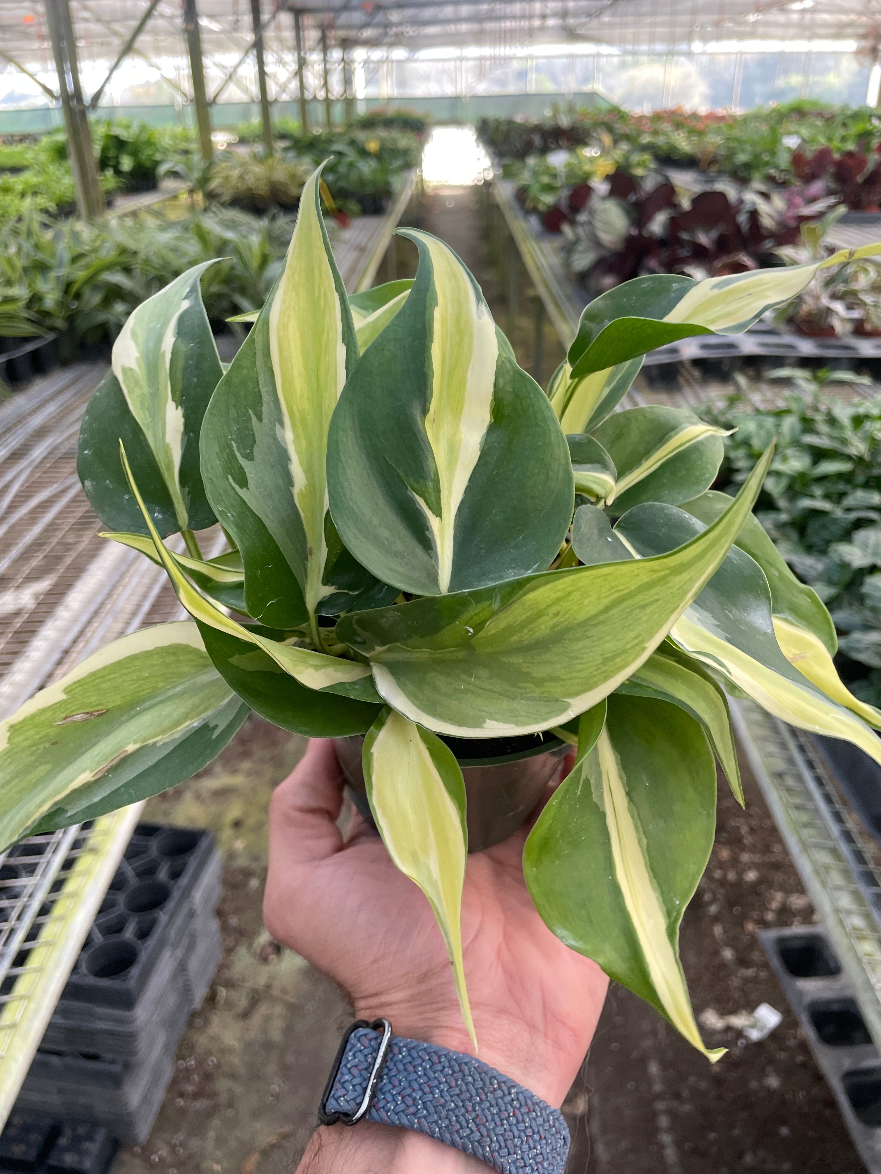 Philodendron 'Silver Stripe' Questions & Answers