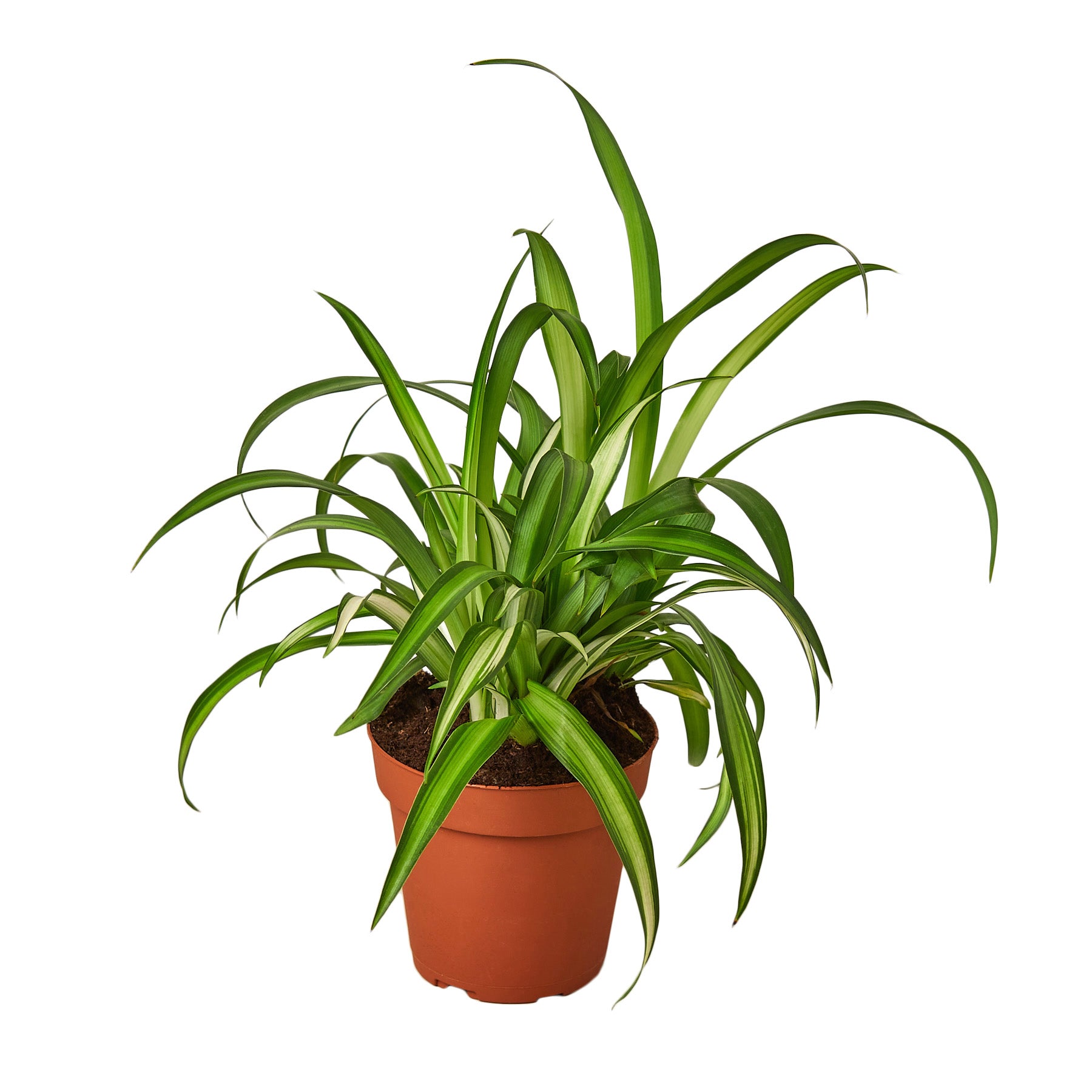 Spider Plant 'Hawaiian' - Chlorophytum comosum Questions & Answers