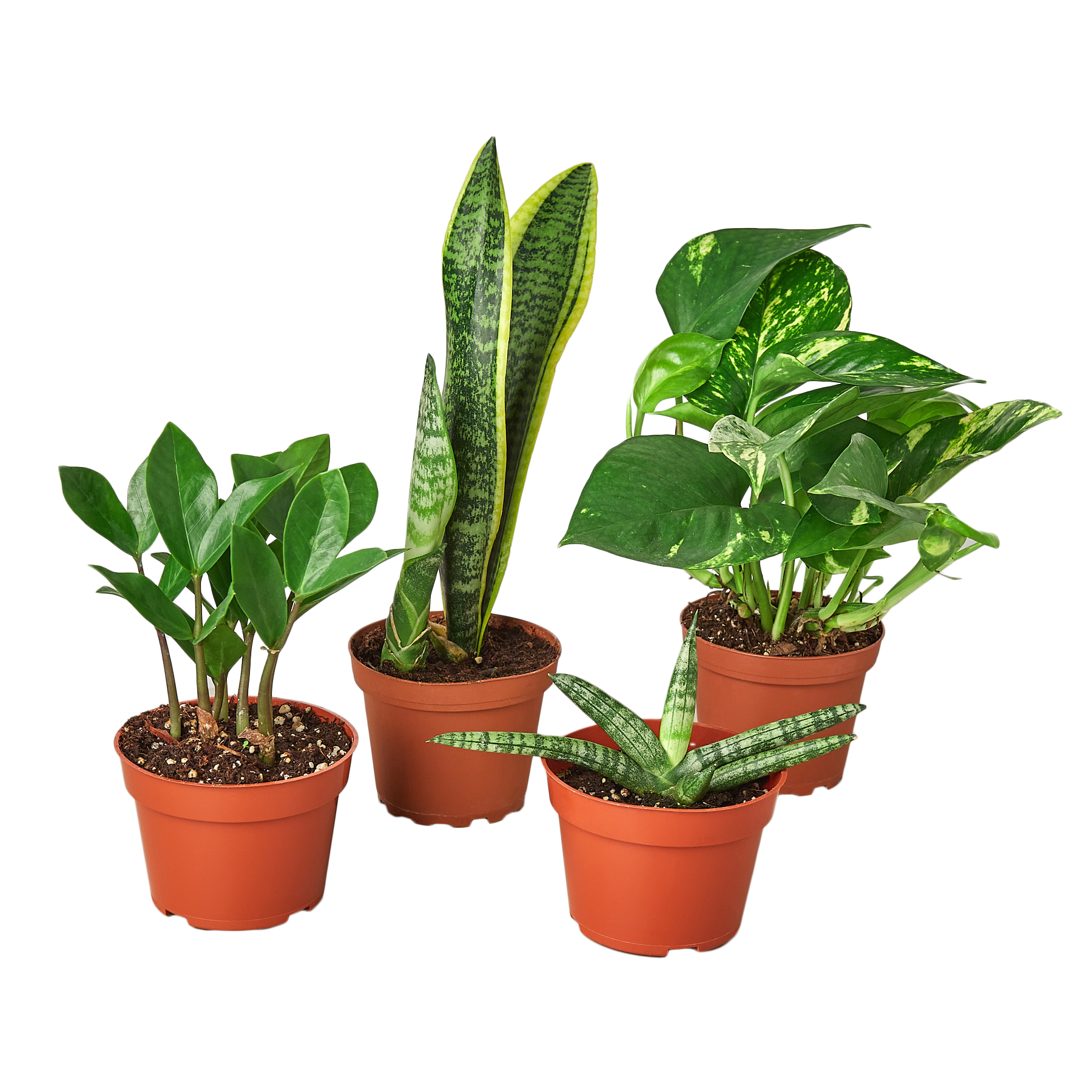 Easy Care Variety Bundle Questions & Answers