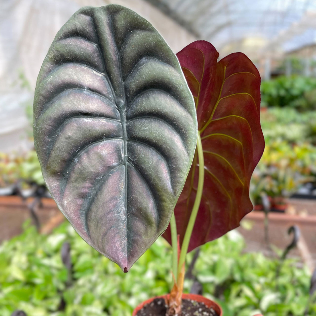 Alocasia 'Red Secret' Questions & Answers
