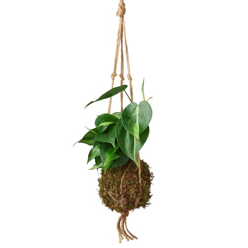 Kokedama Moss Ball Hanging Plant Questions & Answers