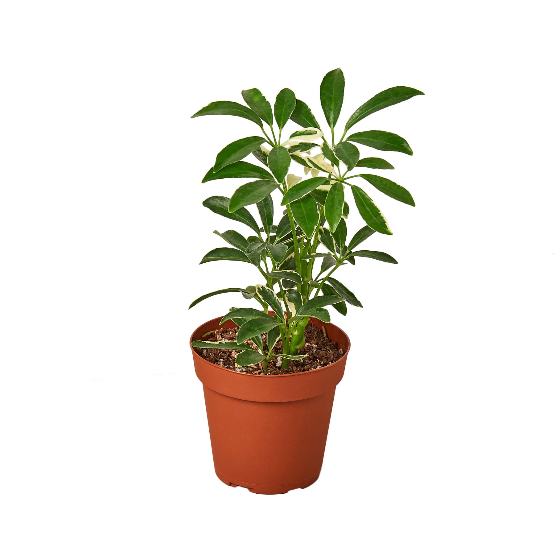 Schefflera Moonlight 'Umbrella Plant' Questions & Answers