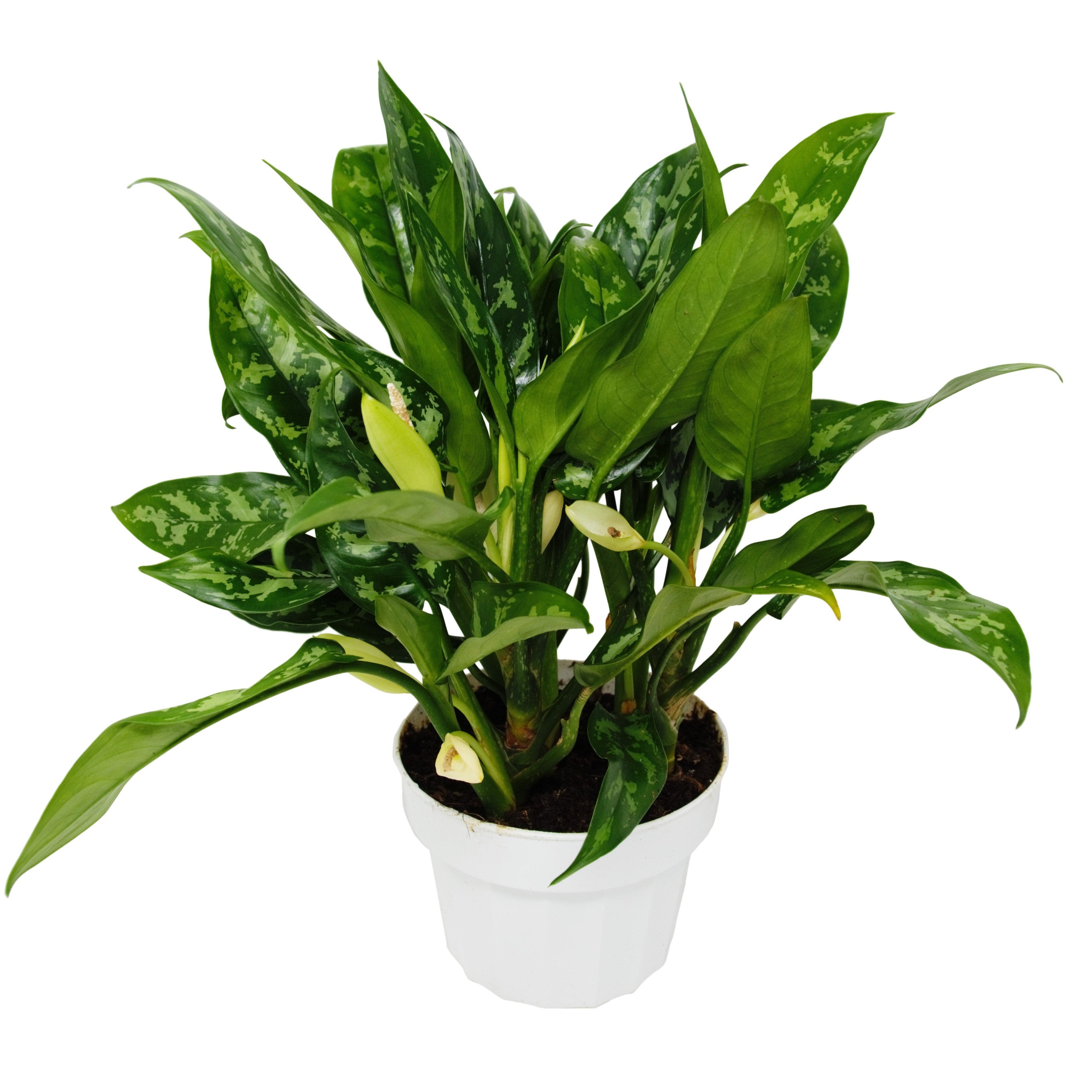 Chinese Evergreen 'Maria' - Aglaonema Questions & Answers