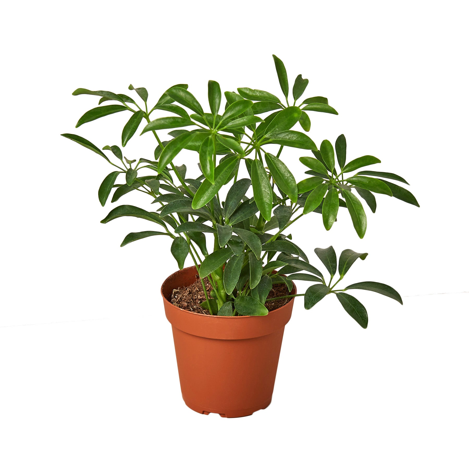 When should I repot