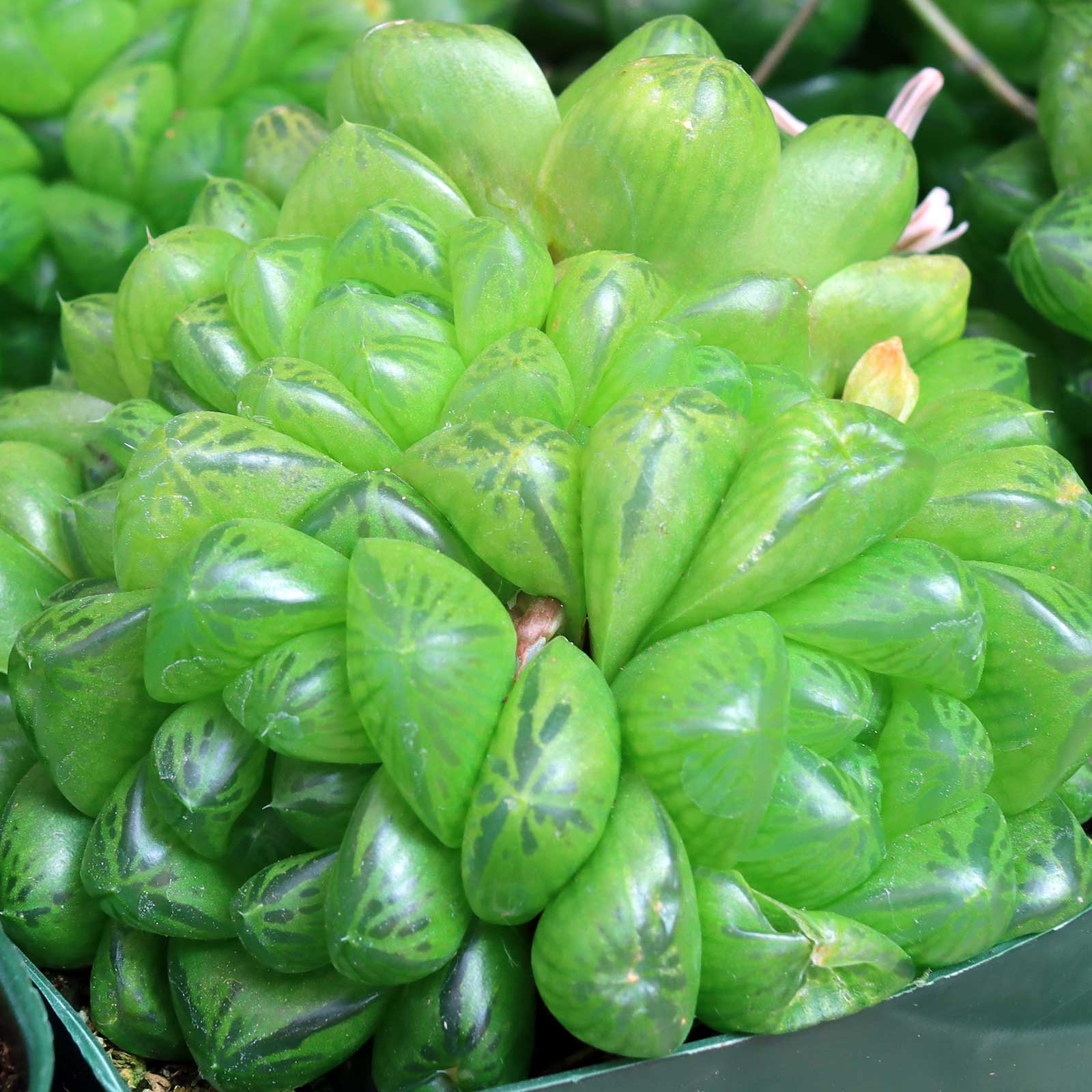 Haworthia cymbiformis var. obtusa [large] Questions & Answers