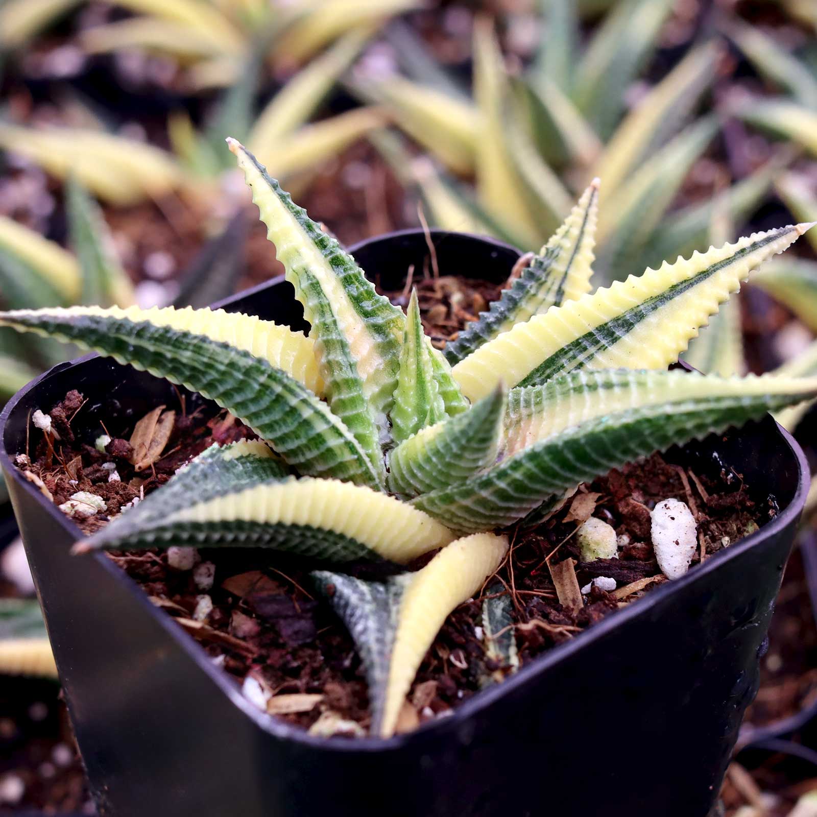 Haworthia limifolia f. variegata - Variegated Fairy Washboard Questions & Answers