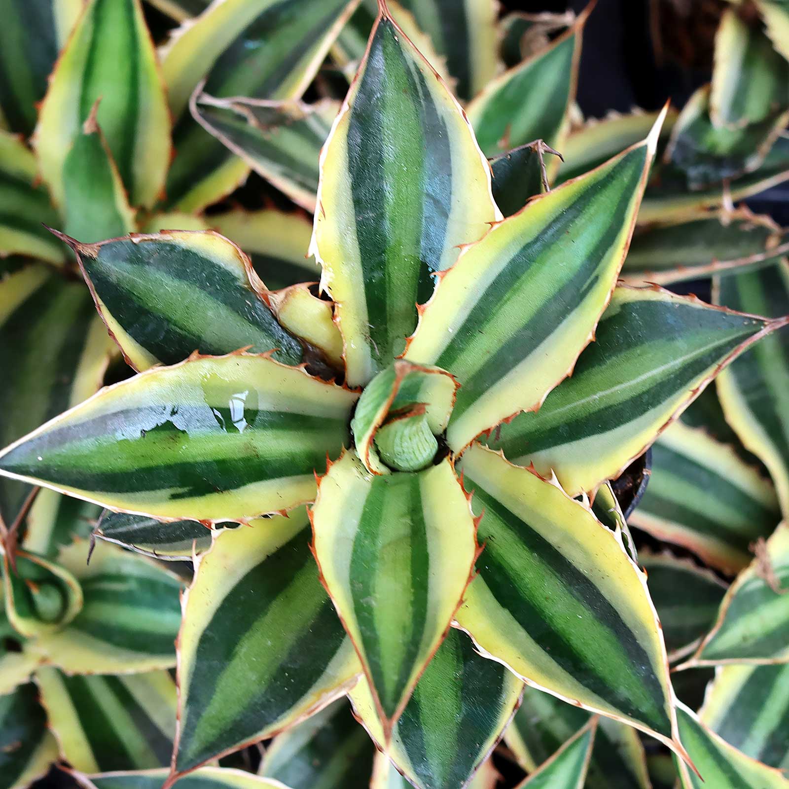 Agave lophantha 'Quadricolor' Questions & Answers
