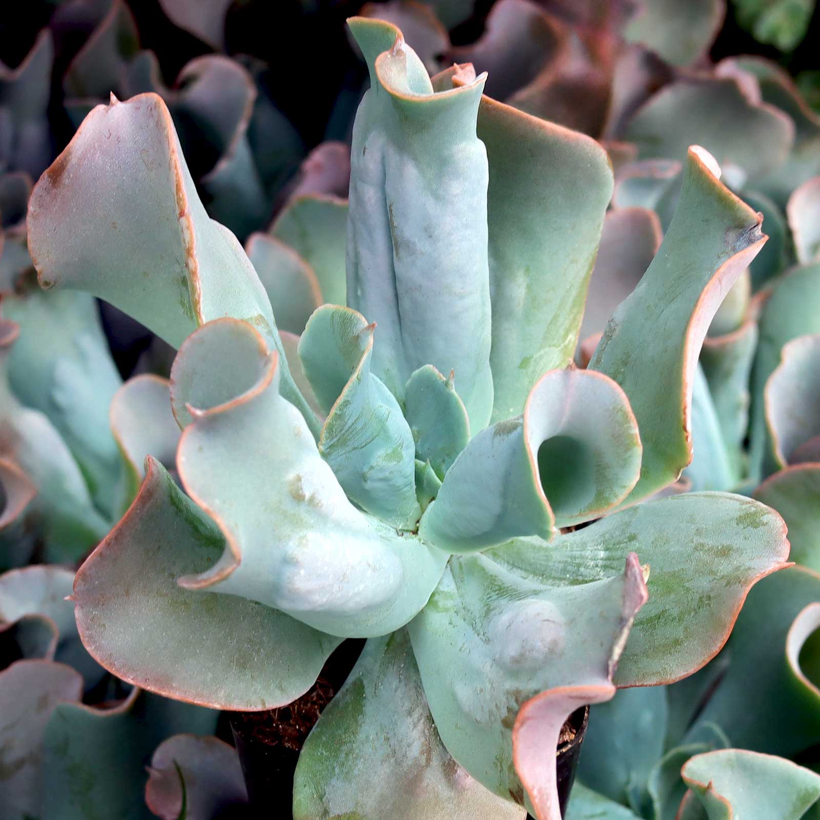 Echeveria 'Culibra' Questions & Answers