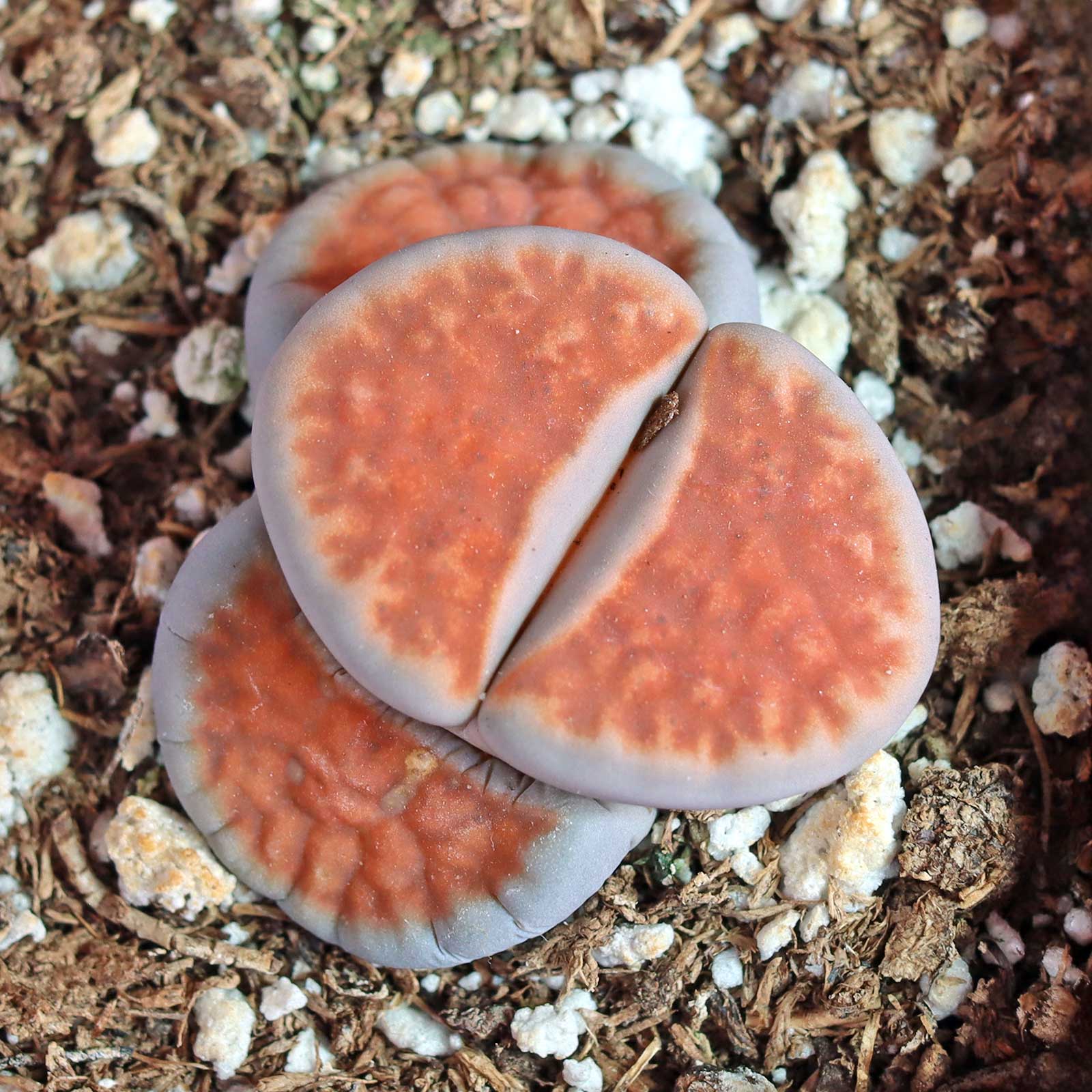 Lithops karasmontana 'Top Red' Questions & Answers