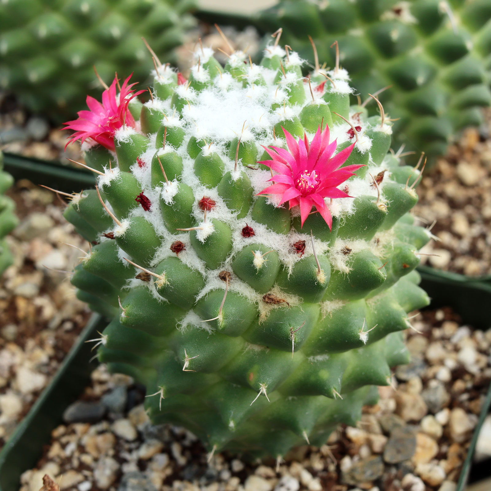 Mammillaria polythele 'Toluca' [large] [bare root] Questions & Answers
