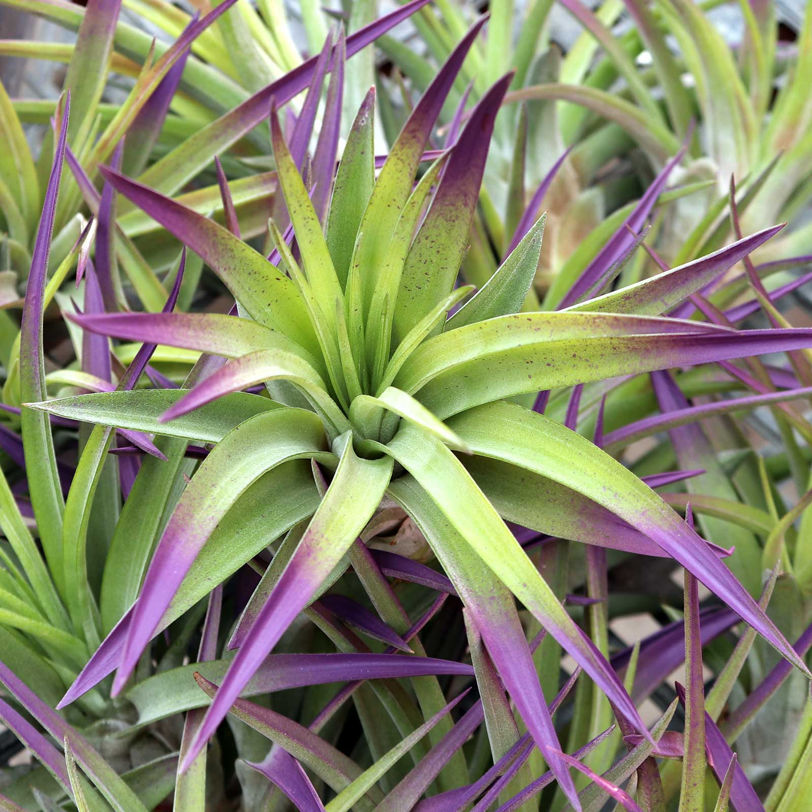 Air Plant - Tillandsia velutina (purple, enhanced) [5"-6"] Questions & Answers