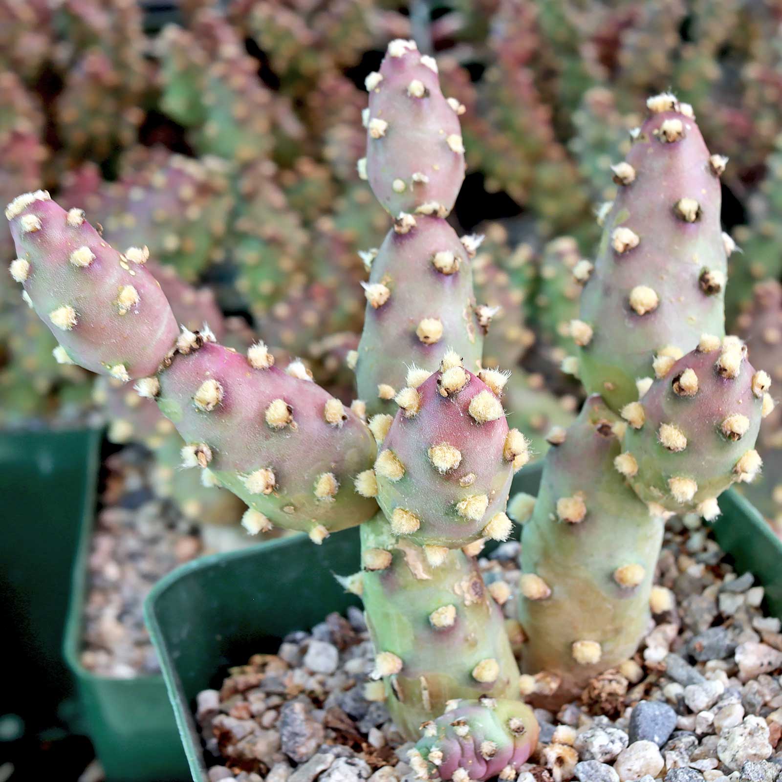 Does Tephrocactus verschaffeltii have spines?