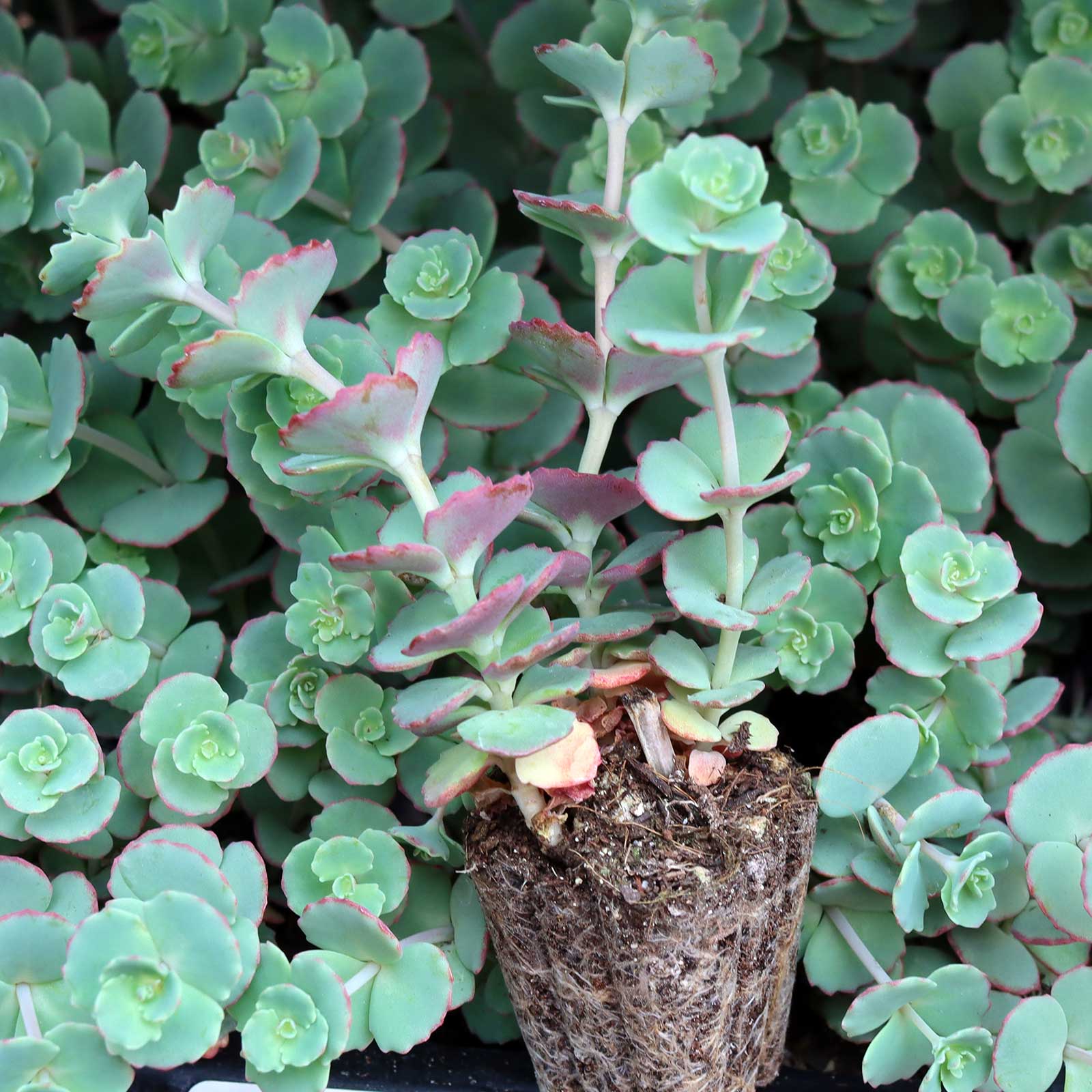 Sedum sieboldii - October Daphne [plug] Questions & Answers