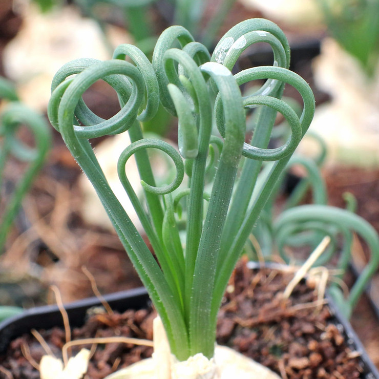 Got my frizzle sizzle in June. It's growing a flower stalk. Repot now?