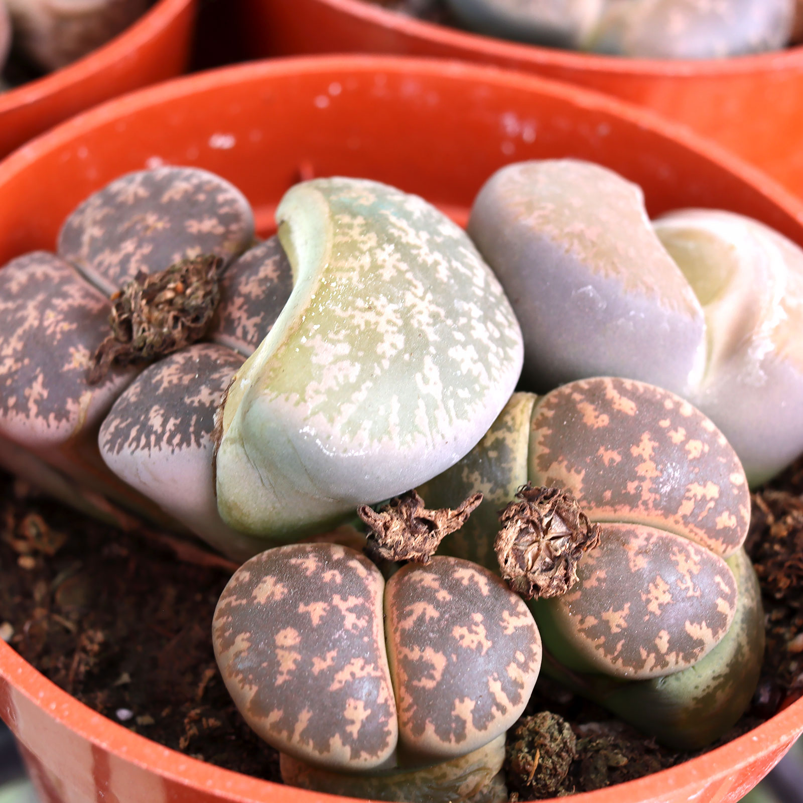 Can I plant split rocks and lithops together, or might separate pots be better for a novice gardener?