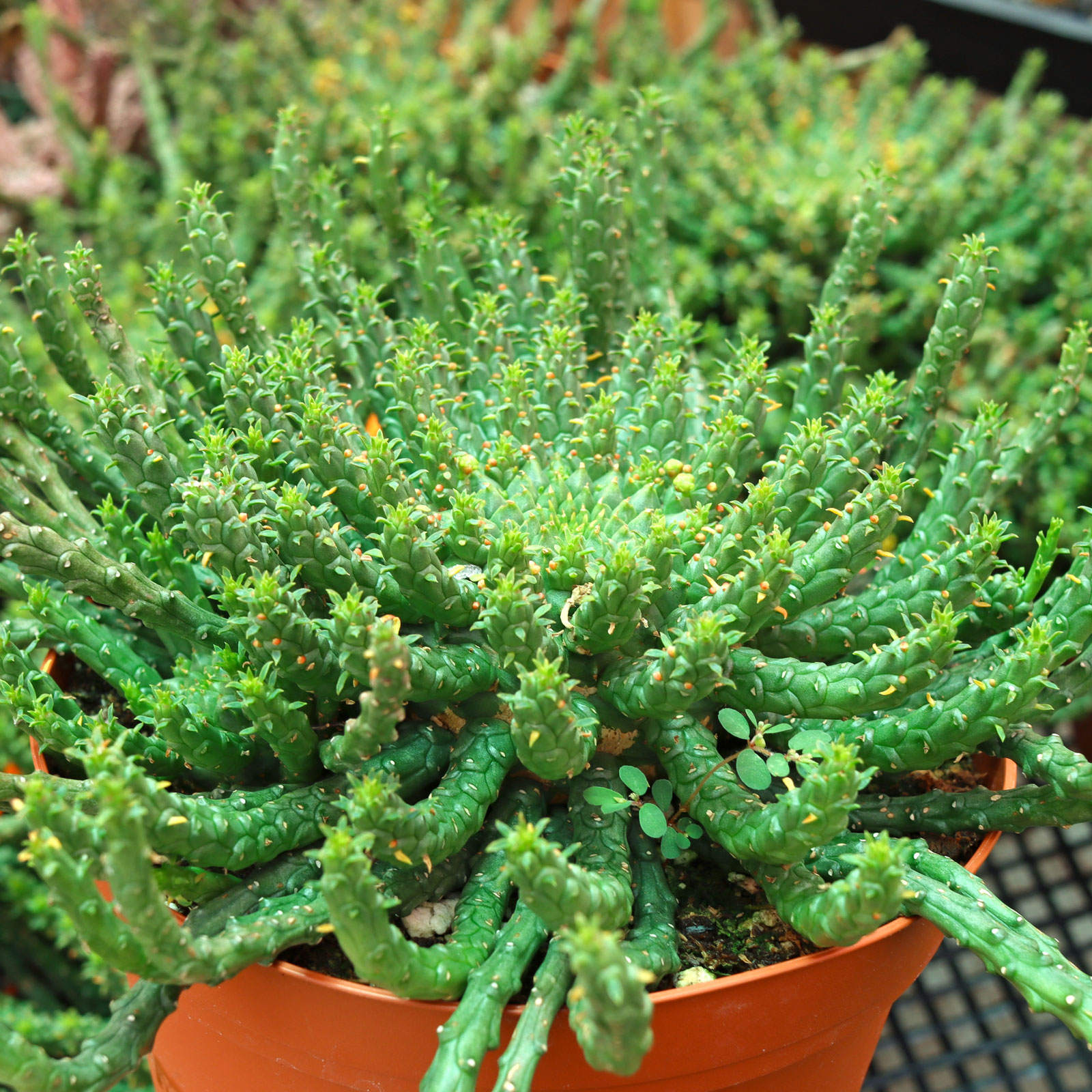 Euphorbia flanangii - Medusa's Head [extra large] Questions & Answers