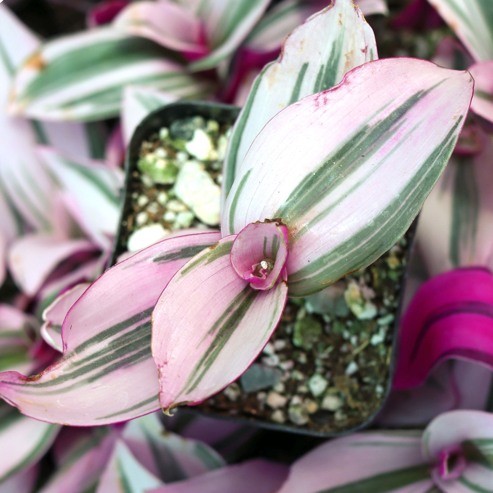 Tradescantia cerinthoides 'Pink Furry' Questions & Answers