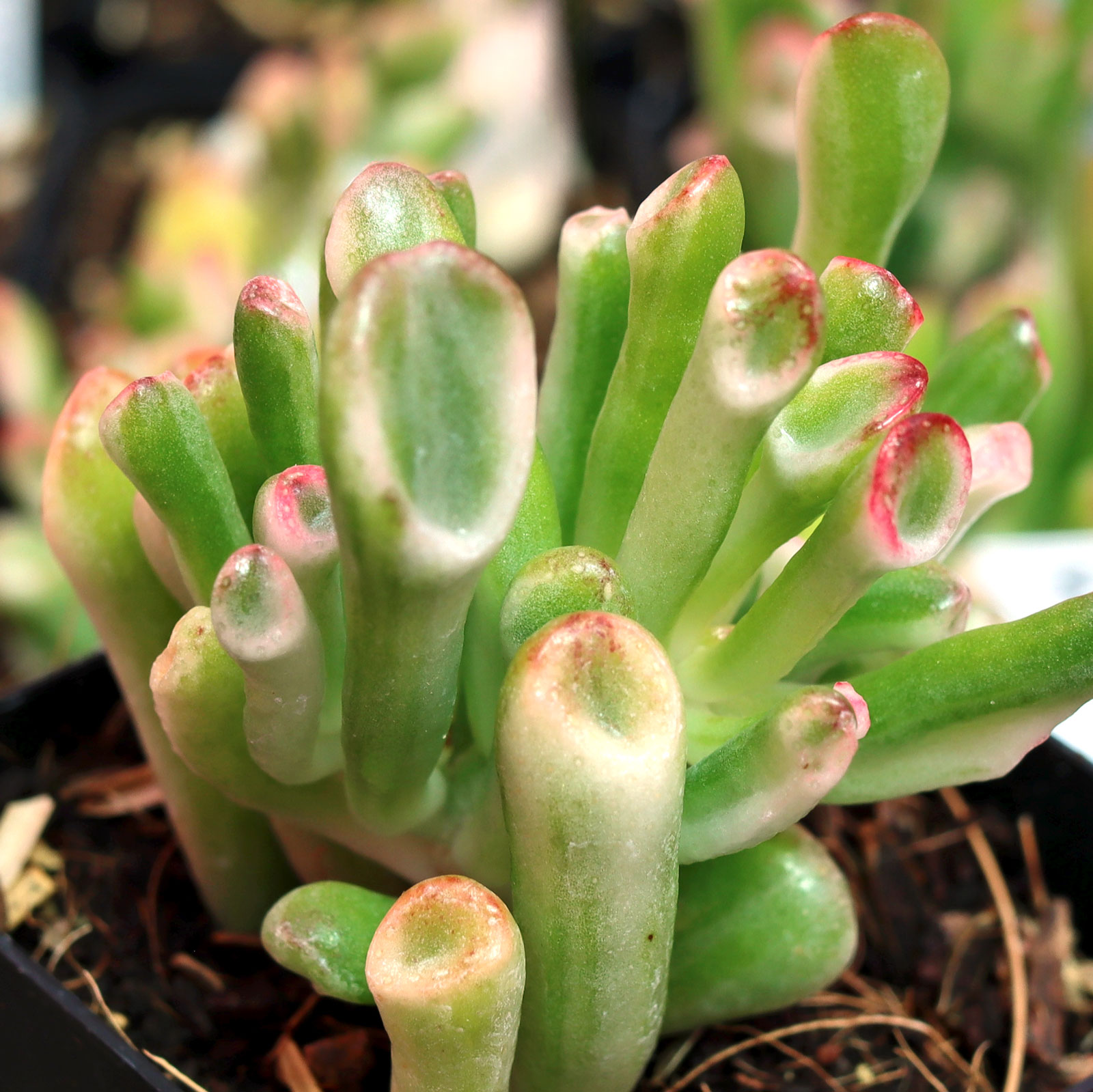Crassula ovata 'Variegated Gollum' Jade Questions & Answers