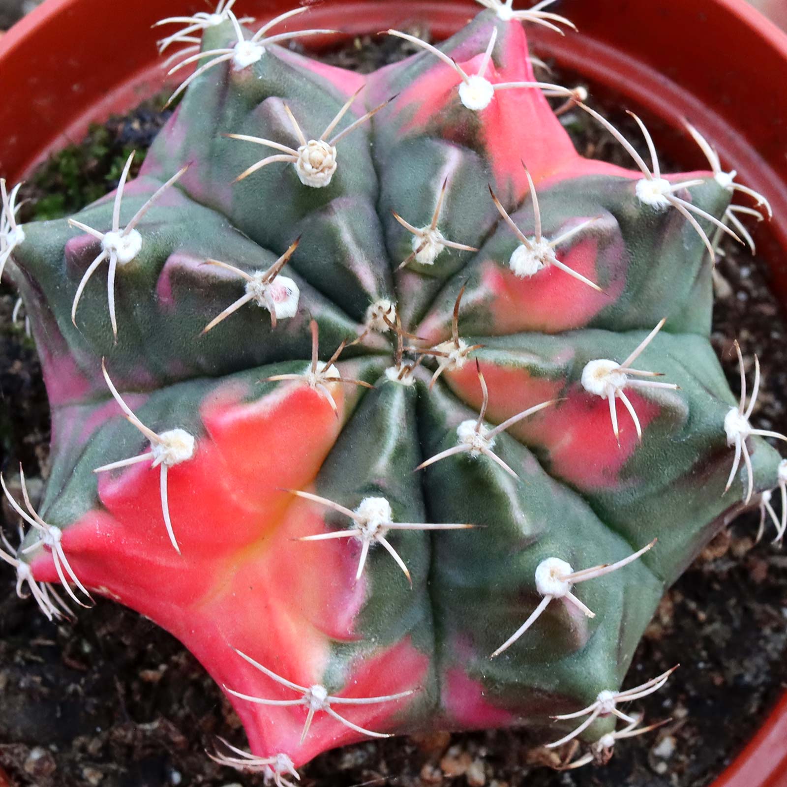 Are the colors of the gymnocalycium friedrichii variegated naturally occuring?