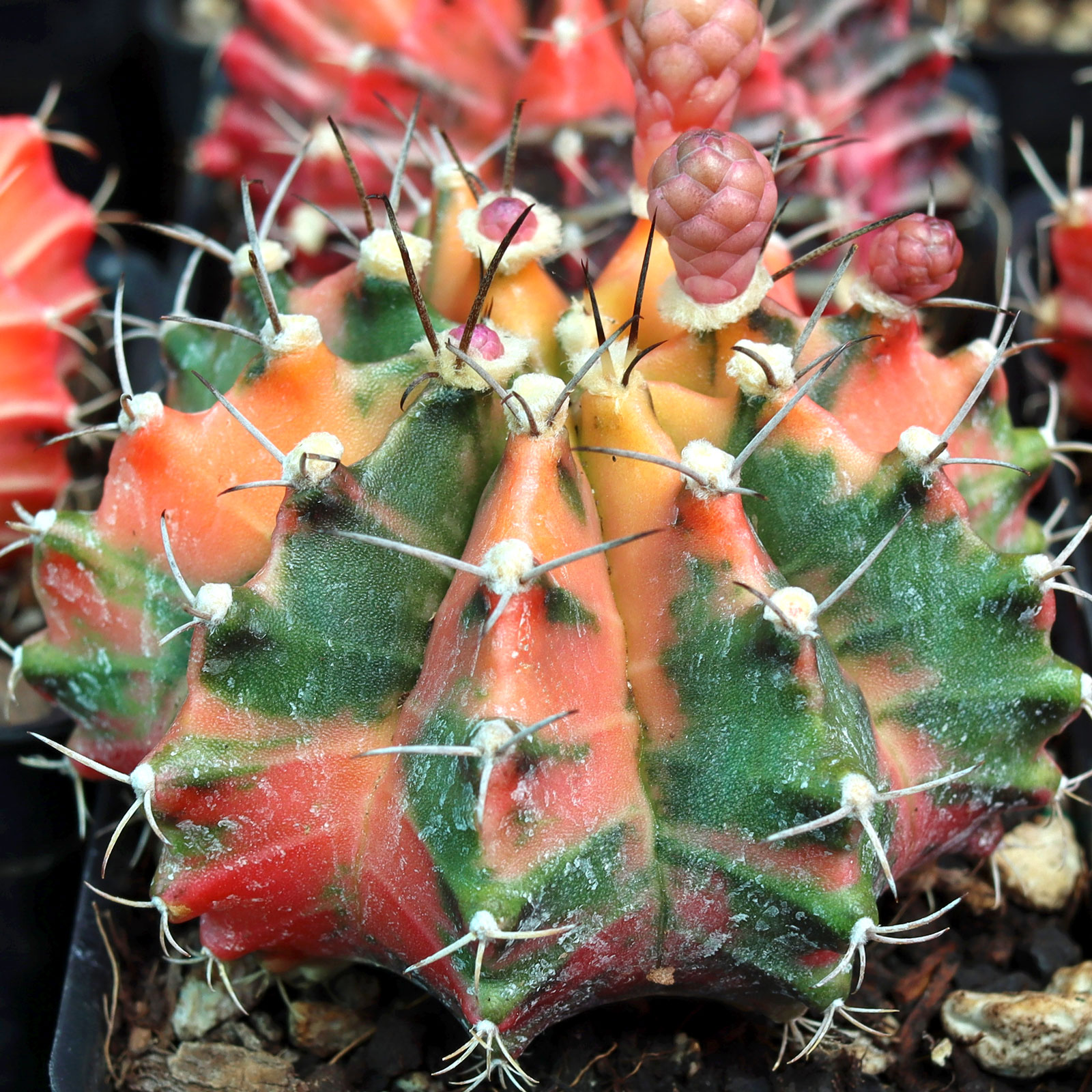 Gymnocalycium mihanovichii f. variegata - Variegated Moon Cactus [large] Questions & Answers