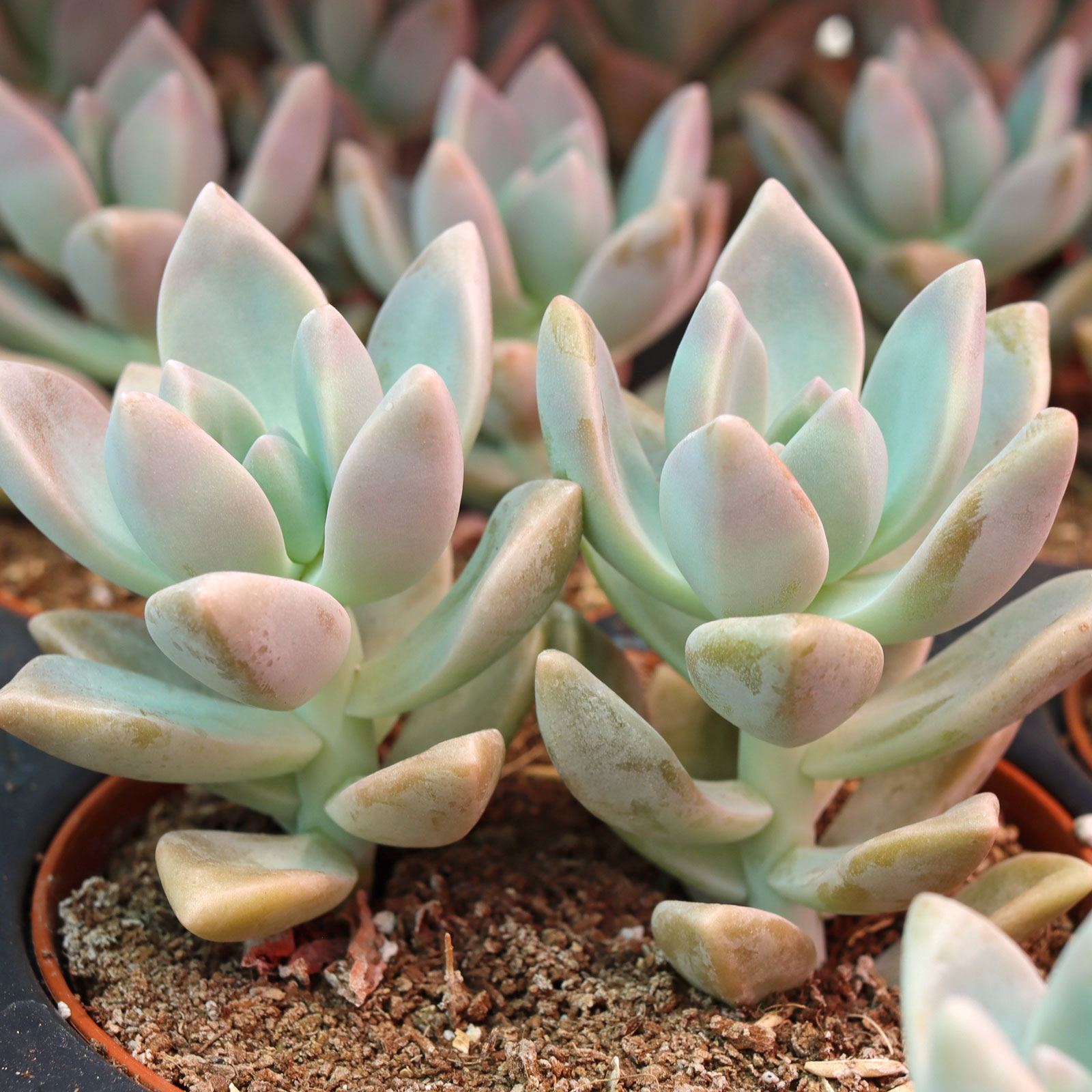 Graptopetalum paraguayense - Ghost Plant [large] Questions & Answers