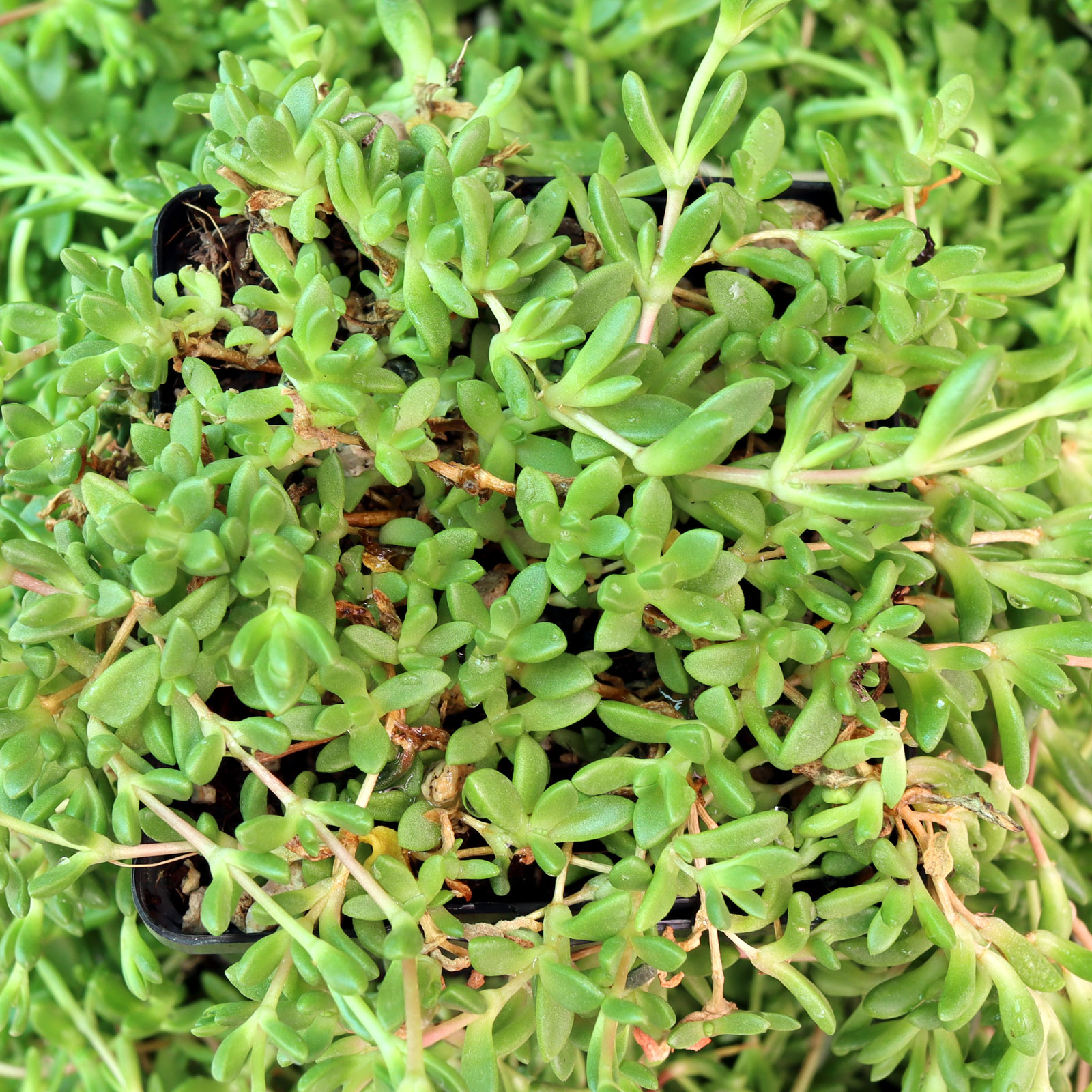 Delosperma nubigenum - Hardy Yellow Ice Plant [large] Questions & Answers