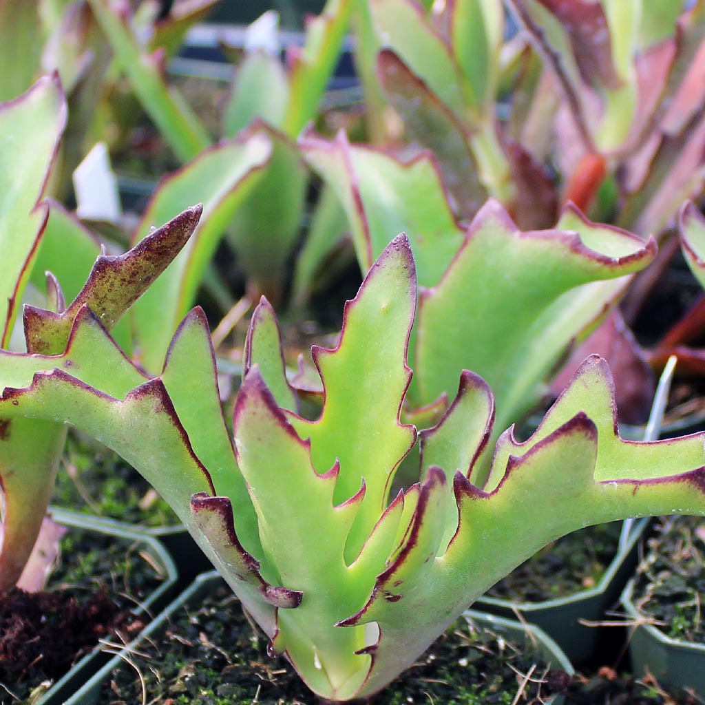 Kalanchoe synsepala var. dissecta - Walking Kalanchoe Questions & Answers
