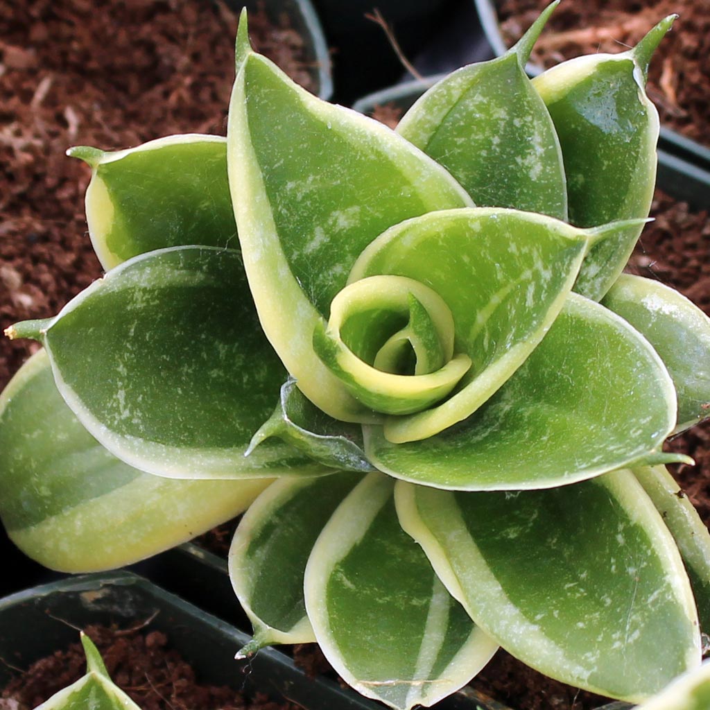 Sansevieria marginata Questions & Answers